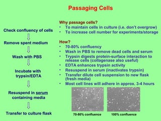 Why passage cells?
• To maintain cells in culture (i.e. don’t overgrow)
• To increase cell number for experiments/storage
How?
• 70-80% confluency
• Wash in PBS to remove dead cells and serum
• Trypsin digests protein-surface interaction to
release cells (collagenase also useful)
• EDTA enhances trypsin activity
• Resuspend in serum (inactivates trypsin)
• Transfer dilute cell suspension to new flask
(fresh media)
• Most cell lines will adhere in approx. 3-4 hours
Check confluency of cells
Remove spent medium
Wash with PBS
Resuspend in serum
containing media
Incubate with
trypsin/EDTA
Transfer to culture flask
Passaging Cells
70-80% confluence 100% confluence
 