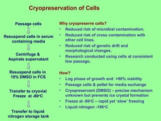 Passage cells
Resuspend cells in serum
containing media
Centrifuge &
Aspirate supernatant
Transfer to cryovial
Freeze at -80o
C
Resuspend cells in
10% DMSO in FCS
Why cryopreserve cells?
• Reduced risk of microbial contamination.
• Reduced risk of cross contamination with
other cell lines.
• Reduced risk of genetic drift and
morphological changes.
• Research conducted using cells at consistent
low passage.
How?
• Log phase of growth and >90% viability
• Passage cells & pellet for media exchange
• Cryopreservant (DMSO) – precise mechanism
unknown but prevents ice crystal formation
• Freeze at -80o
C – rapid yet ‘slow’ freezing
• Liquid nitrogen -196o
C
Transfer to liquid
nitrogen storage tank
Cryopreservation of Cells
 