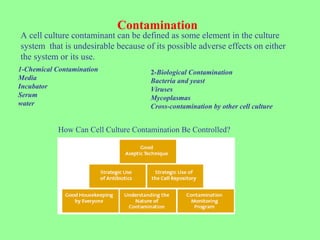 Contamination
A cell culture contaminant can be defined as some element in the culture
system that is undesirable because of its possible adverse effects on either
the system or its use.
1-Chemical Contamination
Media
Incubator
Serum
water
2-Biological Contamination
Bacteria and yeast
Viruses
Mycoplasmas
Cross-contamination by other cell culture
How Can Cell Culture Contamination Be Controlled?
 
