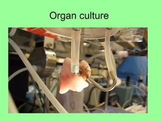 Organ culture
 