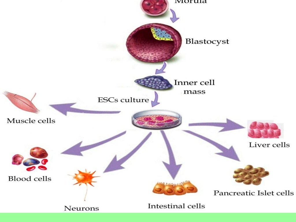 introduction-to-cell-culture-techniques