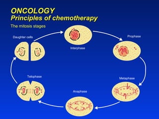 ONCOLOGY Principles of chemotherapy Interphase Prophase Daughter cells Telophase Anaphase Metaphase The mitosis stages 