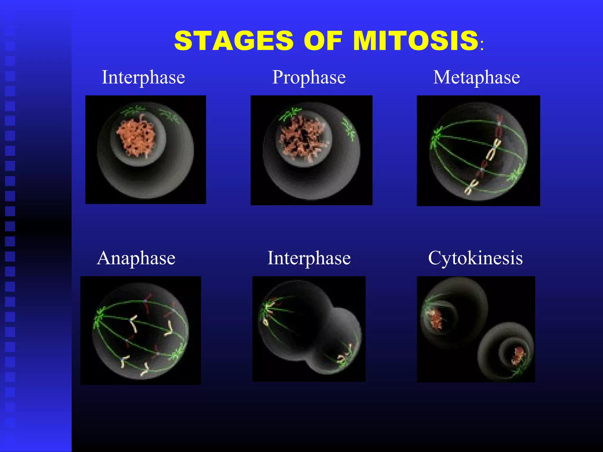 Interphase Prophase Metaphase
Anaphase Interphase Cytokinesis
STAGES OF MITOSIS:
 