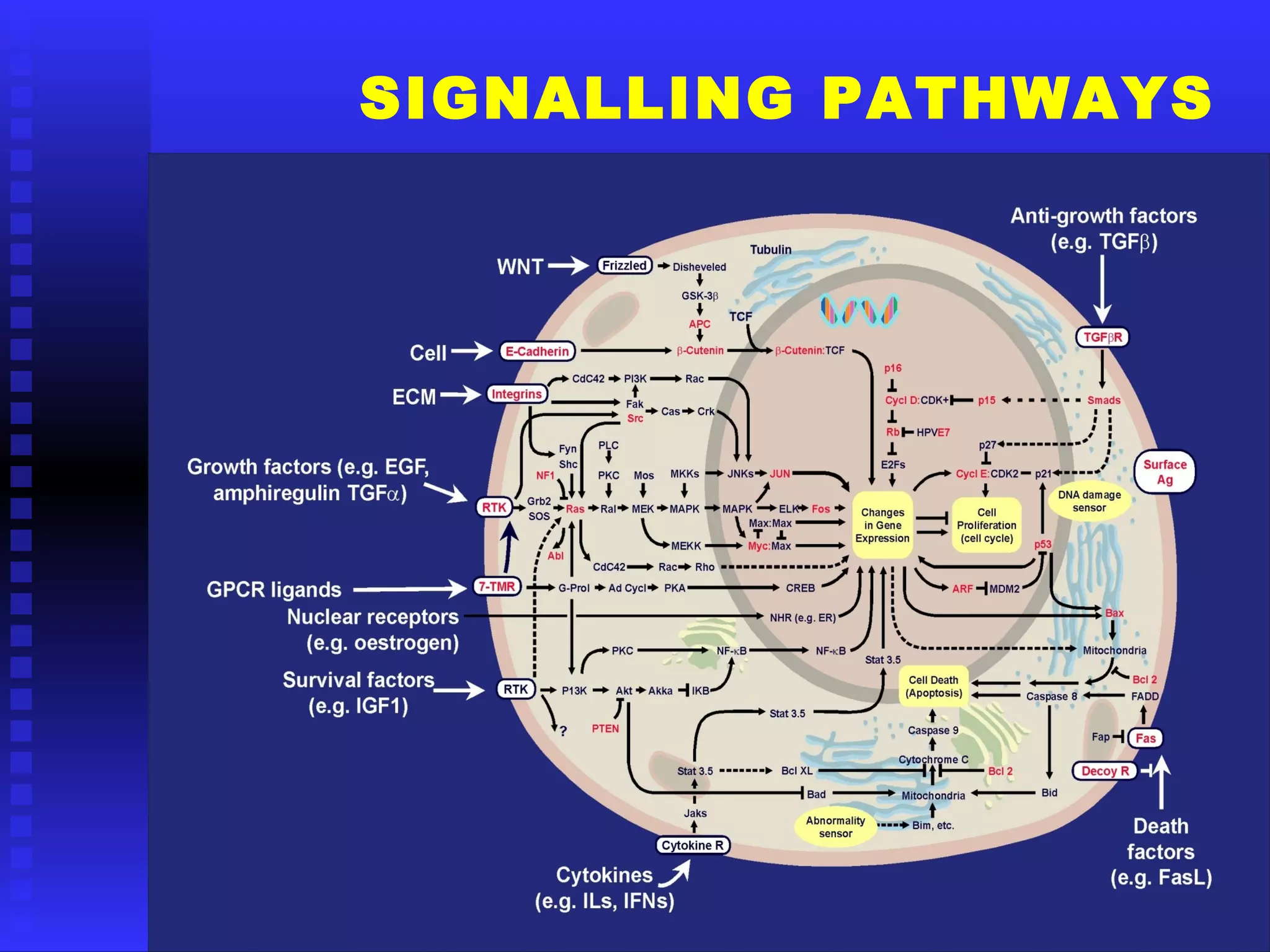 SIGNALLING PATHWAYS
 