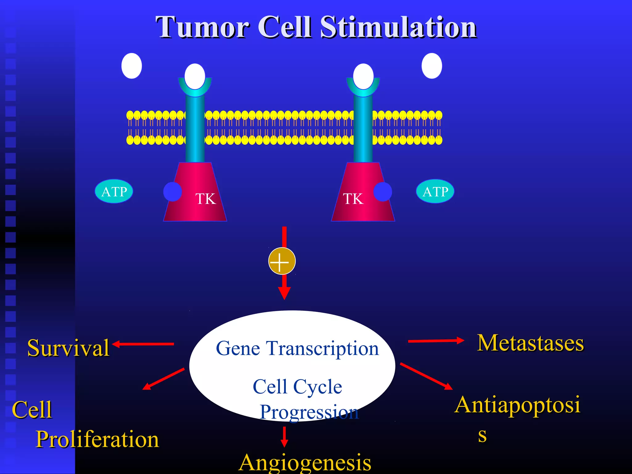 TK TKATP ATP
CellCell
ProliferationProliferation
AntiapoptosiAntiapoptosi
ss
AngiogenesisAngiogenesis
Gene Transcription
Cell Cycle
Progression
+
MetastasesMetastasesSurvivalSurvival
Tumor Cell StimulationTumor Cell Stimulation
 