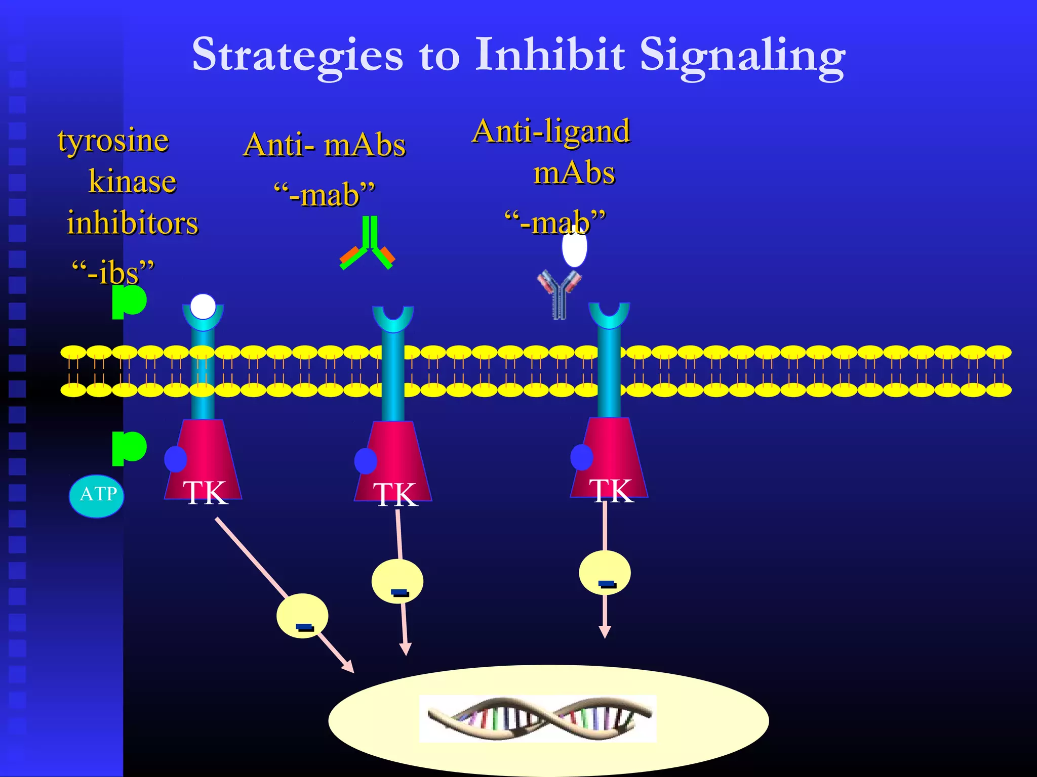 TK TK TK
Strategies to Inhibit Signaling
--
-- --
tyrosinetyrosine
kinasekinase
inhibitorsinhibitors
““-ibs”-ibs”
Anti- mAbsAnti- mAbs
““-mab”-mab”
Anti-ligandAnti-ligand
mAbsmAbs
““-mab”-mab”
ATP
 