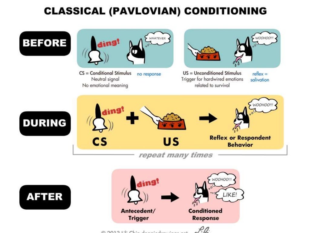 Principles of classical conditioning
