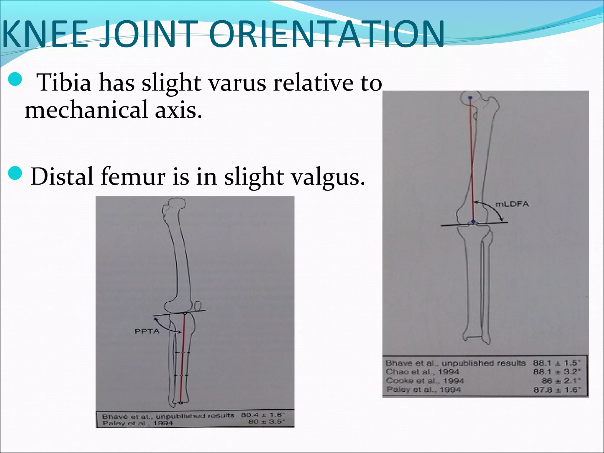 KNEE JOINT ORIENTATION
 Tibia has slight varus relative to
mechanical axis.
Distal femur is in slight valgus.
 