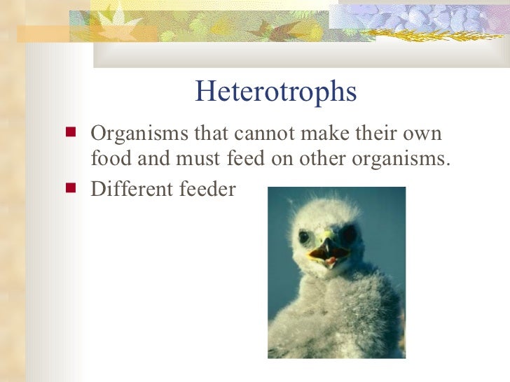 An Organism That Cannot Make Its Own Food Is Called An Organism That Cannot Make Its Own Food Is Called