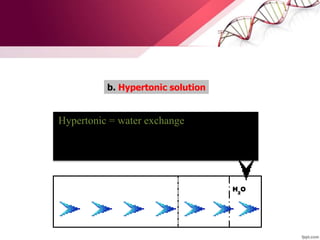 Hypertonic = water exchange
b. Hypertonic solution
H2
O
 