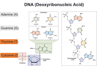 Principles of genetics | PPTX