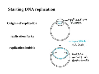 Replication First Theory Principles of genetics | PPTX