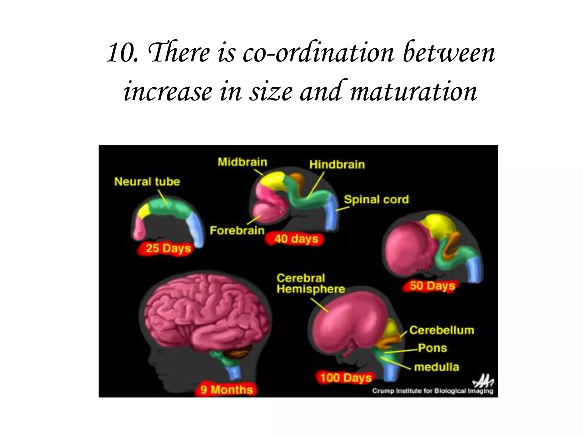 10. There is co-ordination between
increase in size and maturation
 