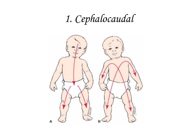 🌷 Cephalocaudal principle of development. Prenatal