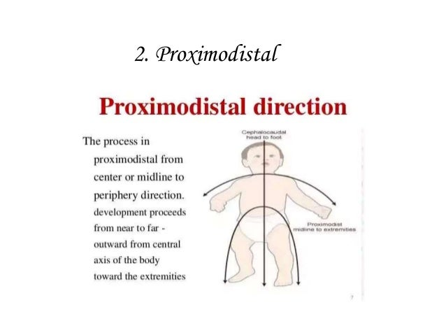 What is proximodistal development?