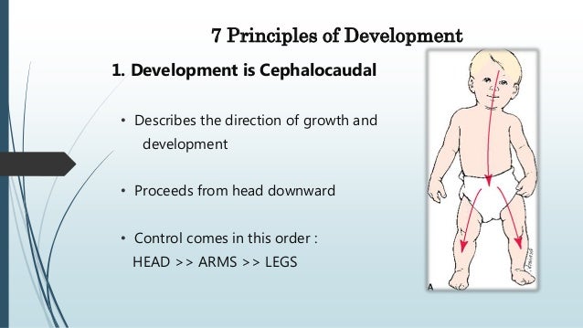 🏷️ Cephalocaudal principle of development. cephalocaudal