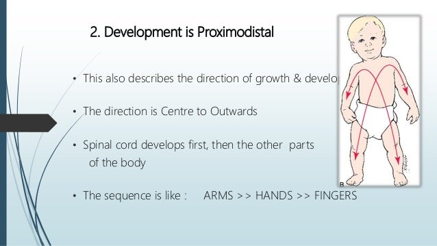 Principles of Growth and Development spinal cord diagram to label 