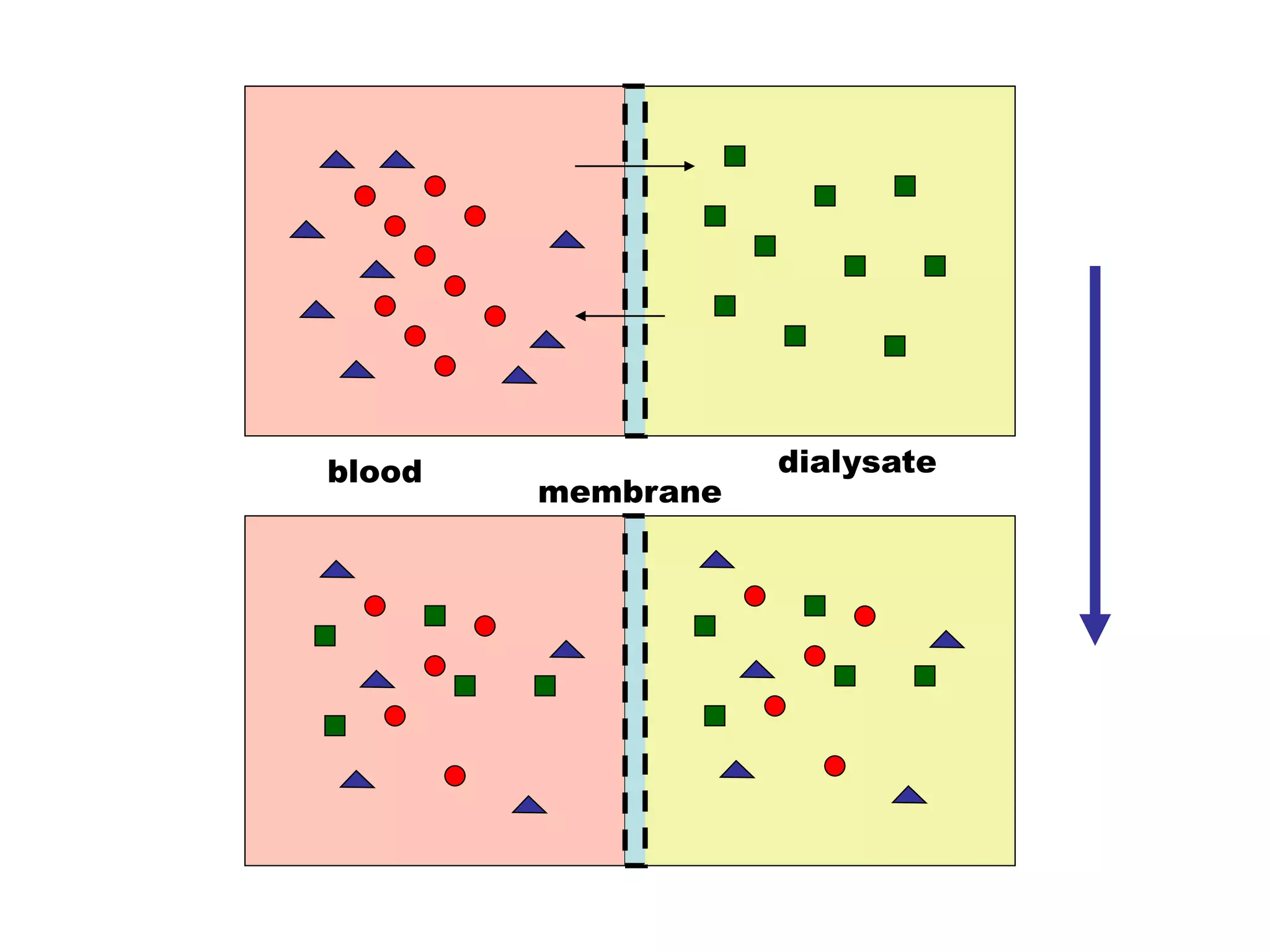 blood
membrane
dialysate
 