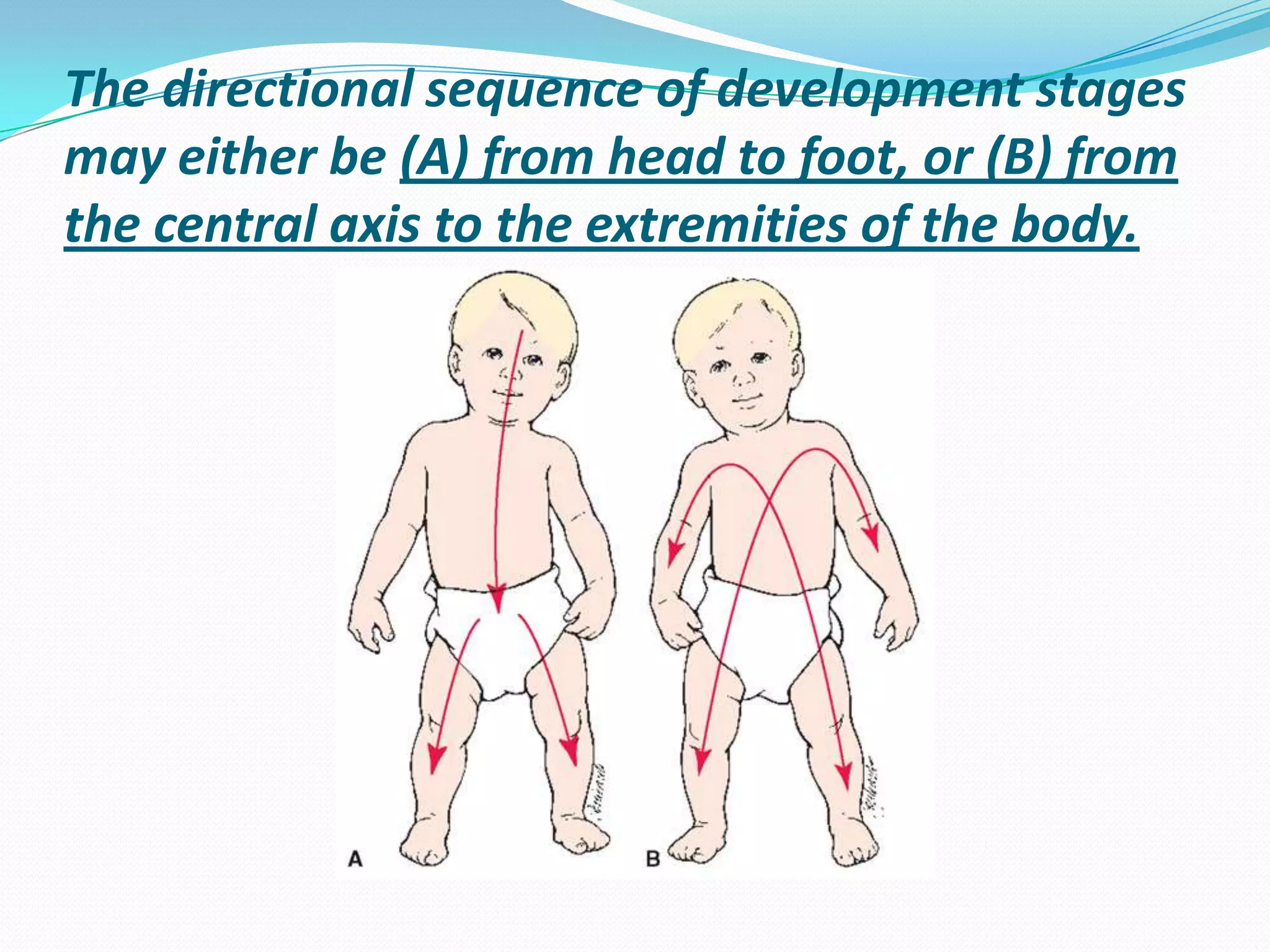 The directional sequence of development stages
may either be (A) from head to foot, or (B) from
the central axis to the extremities of the body.
 
