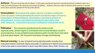 Principles of hybrid seed production