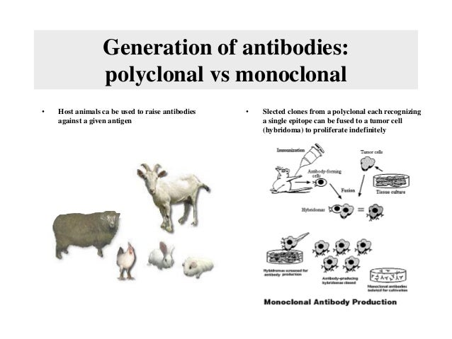 monoclonal vs polyclonal antibody production monoclonal vs polyclonal antibody production