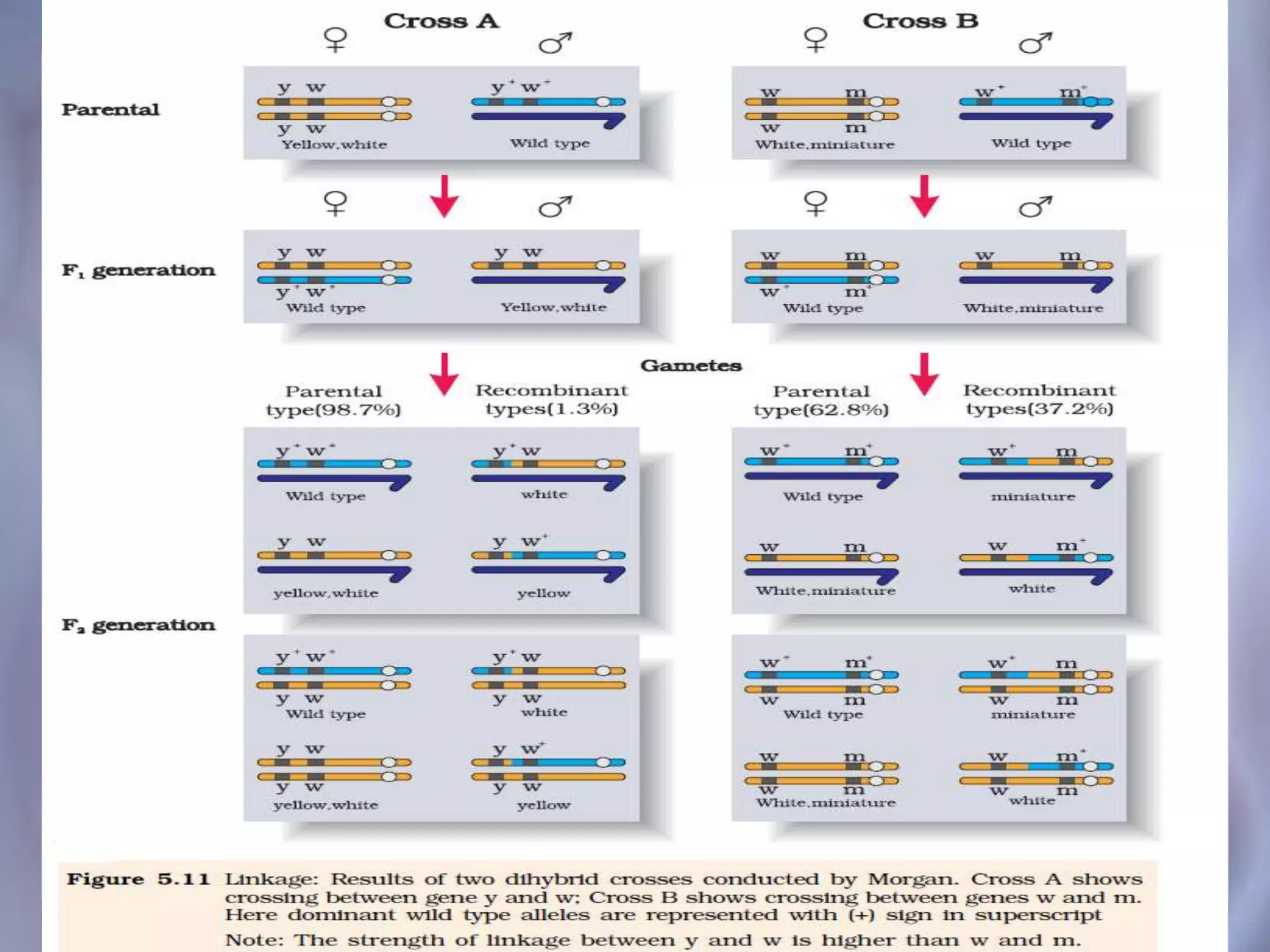Principles of Inheritance, Class 12 CBSE | PPTX