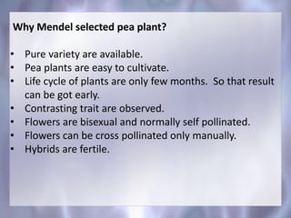 Why Mendel selected pea plant?
• Pure variety are available.
• Pea plants are easy to cultivate.
• Life cycle of plants are only few months. So that result
can be got early.
• Contrasting trait are observed.
• Flowers are bisexual and normally self pollinated.
• Flowers can be cross pollinated only manually.
• Hybrids are fertile.
 