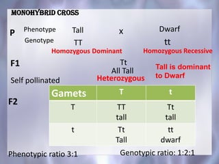 TallP Dwarfx
F1
All Tall
Phenotype
Monohybrid cross
F2
Tall is dominant
to Dwarf
TT tt
Tt
Genotype
Homozygous Dominant Homozygous Recessive
HeterozygousSelf pollinated
Gamets T t
T TT
tall
Tt
tall
t Tt
Tall
tt
dwarf
Phenotypic ratio 3:1 Genotypic ratio: 1:2:1
 