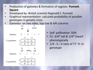 • Production of gametes & formation of zygotes- Punnett
Square
• Developed by- British scientist Reginald C. Punnett
• Graphical representation- calculate probability of possible
genotypes in genetic cross
• Gametes- on two sides, top row & left columns
• Self- pollination- 50%
• F2- 3/4th tall & 1/4th Dwarf-
phenotypically
• 1/4 : ½ : ¼ ratio of TT: Tt: tt-
genotype
 