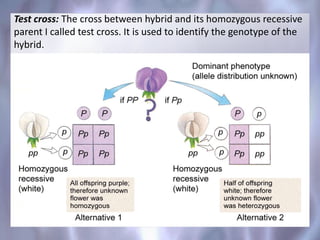 Test cross: The cross between hybrid and its homozygous recessive
parent I called test cross. It is used to identify the genotype of the
hybrid.
 