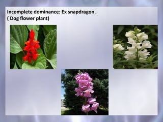 Incomplete dominance: Ex snapdragon.
( Dog flower plant)
 