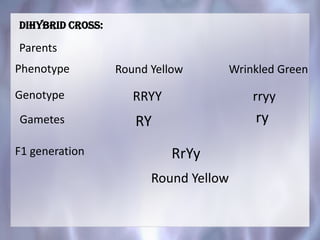Dihybrid cross:
Parents
Round Yellow Wrinkled Green
Genotype
Phenotype
RRYY rryy
Gametes RY ry
F1 generation
Round Yellow
RrYy
 
