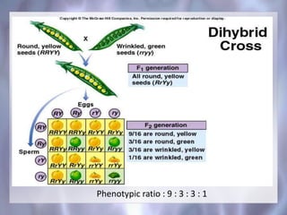 Phenotypic ratio : 9 : 3 : 3 : 1
 