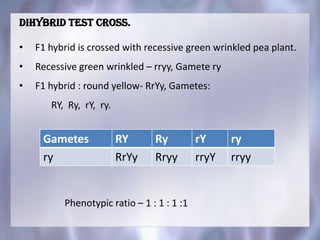 Dihybrid test cross.
• F1 hybrid is crossed with recessive green wrinkled pea plant.
• Recessive green wrinkled – rryy, Gamete ry
• F1 hybrid : round yellow- RrYy, Gametes:
RY, Ry, rY, ry.
Gametes RY Ry rY ry
ry RrYy Rryy rryY rryy
Phenotypic ratio – 1 : 1 : 1 :1
 