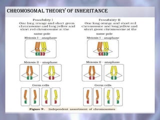 Chromosomal Theory of inheritance
 