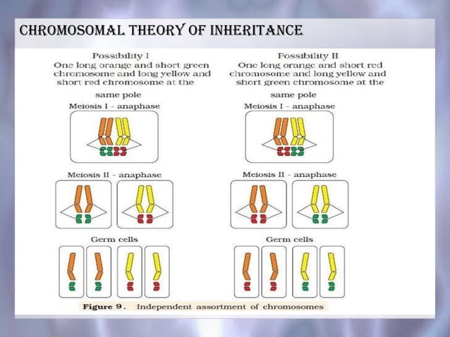Principles of Inheritance, Class 12 CBSE | PPTX