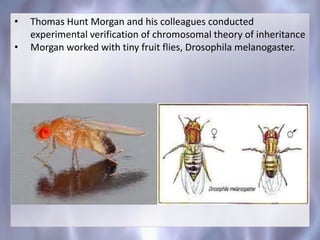 • Thomas Hunt Morgan and his colleagues conducted
experimental verification of chromosomal theory of inheritance
• Morgan worked with tiny fruit flies, Drosophila melanogaster.
 