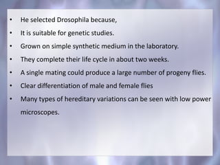 • He selected Drosophila because,
• It is suitable for genetic studies.
• Grown on simple synthetic medium in the laboratory.
• They complete their life cycle in about two weeks.
• A single mating could produce a large number of progeny flies.
• Clear differentiation of male and female flies
• Many types of hereditary variations can be seen with low power
microscopes.
 