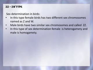 ZZ – ZW type
Sex determination in birds:
• In this type female birds has two different sex chromosomes
named as Z and W.
• Male birds have two similar sex chromosomes and called ZZ.
• In this type of sex determination female is heterogamety and
male is homogamety.
 