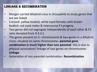Linkage & recombination
• Morgan carried dihybrid cross in Drosophila to study genes that
are sex linked
• Crossed- yellow bodied, white eyed females with brown
bodied, red eyed males & intercourse F1 progeny
• Two genes did not segregate independently of each other & F2
ratio deviated from 9:3:3:1
• The genes present on X –chromosome & two genes in a dihybrid
cross- situated on same chromosome- parental gene
combination is much higher than non parental- this is due to
physical association/ linkage of two genes on chromosome-
Linkage
• Generation of non parental combination- Recombination
 