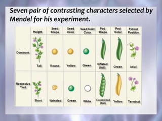Seven pair of contrasting characters selected by
Mendel for his experiment.
 