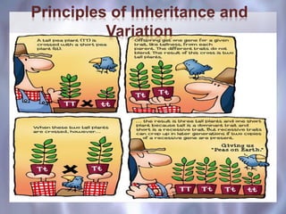 Principles of Inheritance and
Variation
 
