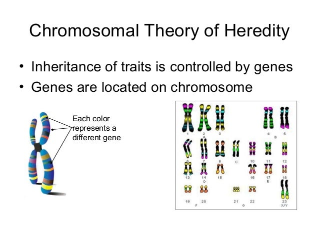 Mendel's hypothesis of inheritance image