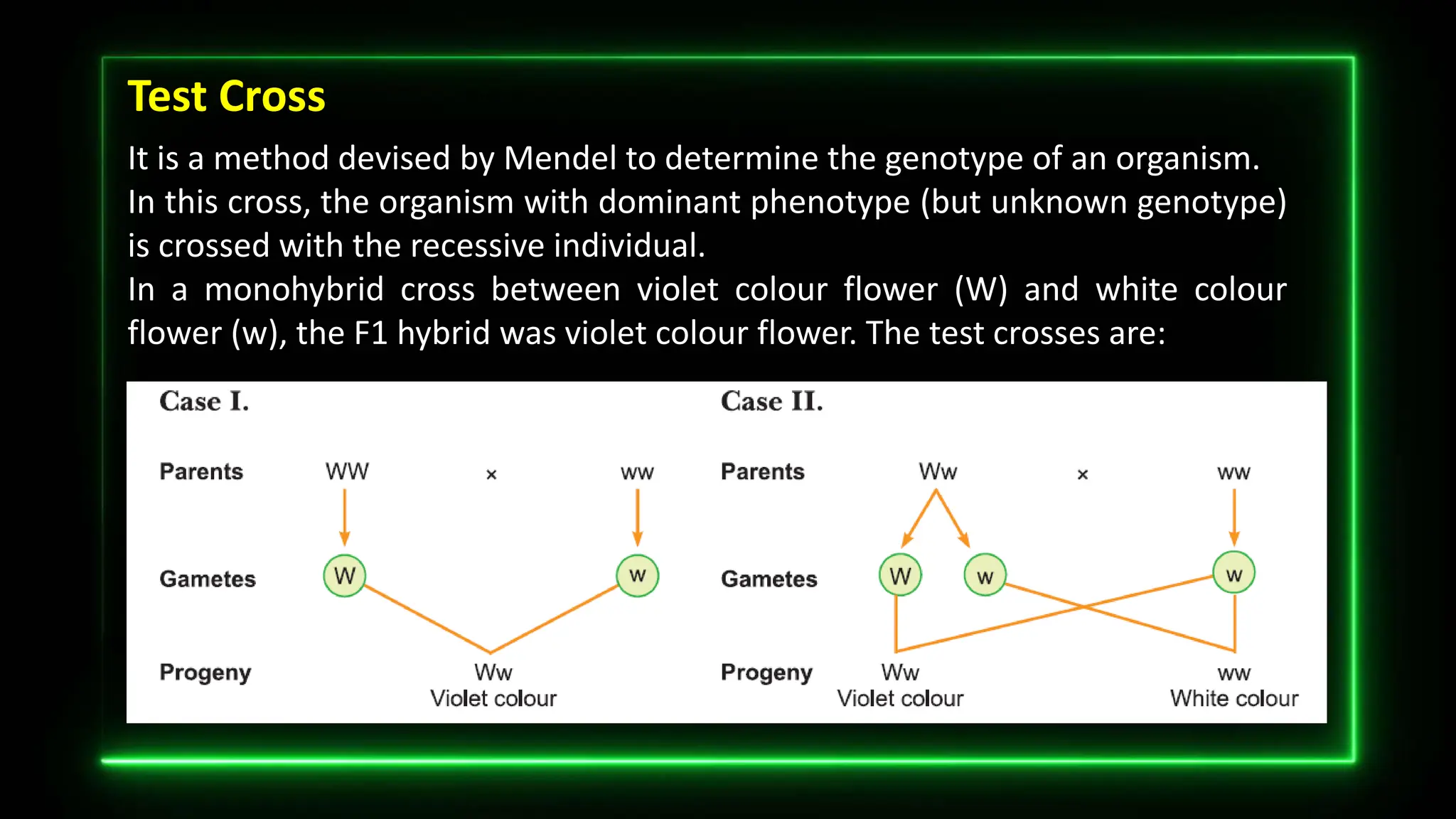 Test Cross
It is a method devised by Mendel to determine the genotype of an organism.
In this cross, the organism with dominant phenotype (but unknown genotype)
is crossed with the recessive individual.
In a monohybrid cross between violet colour flower (W) and white colour
flower (w), the F1 hybrid was violet colour flower. The test crosses are:
 