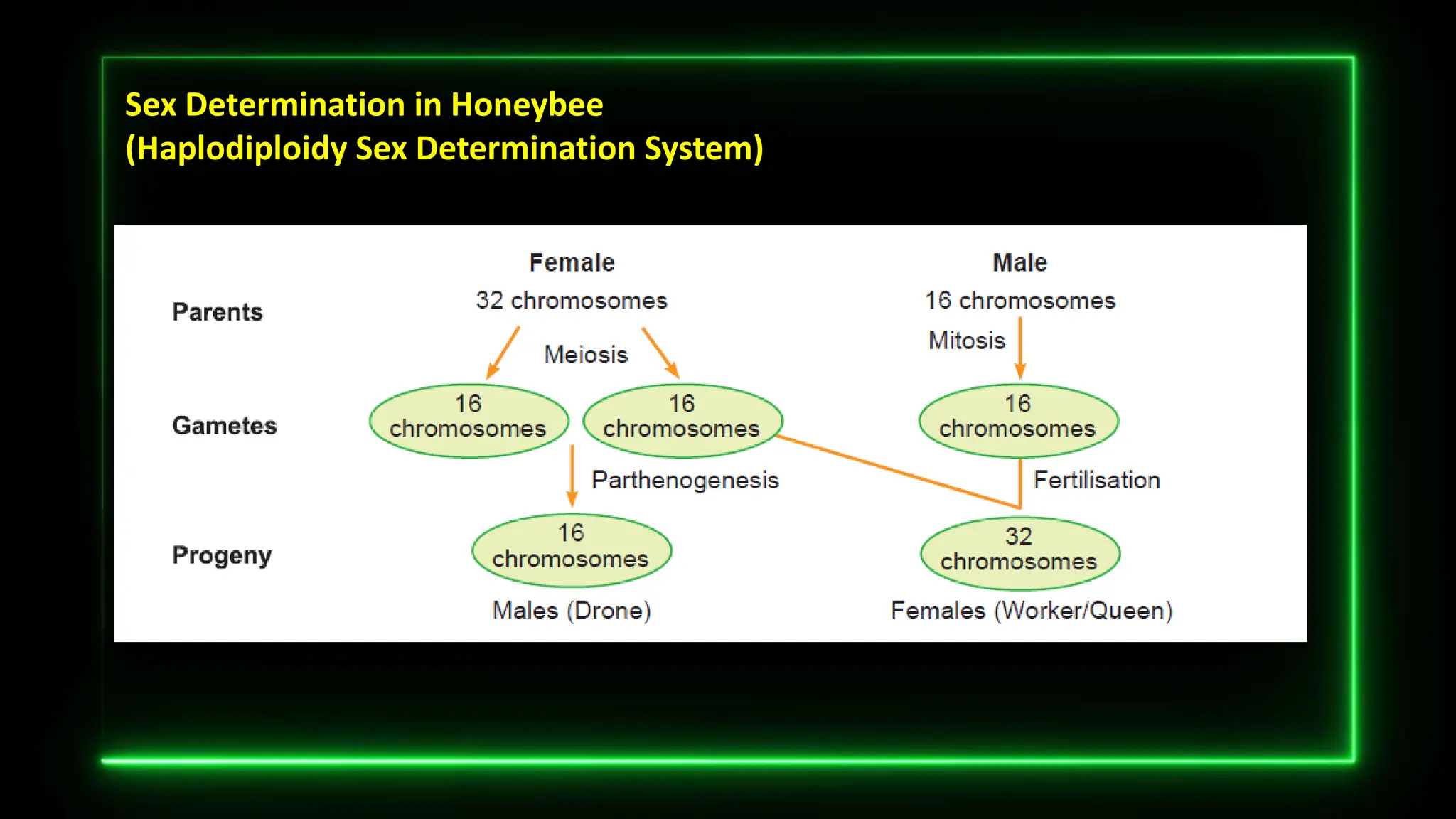 Sex Determination in Honeybee
(Haplodiploidy Sex Determination System)
 