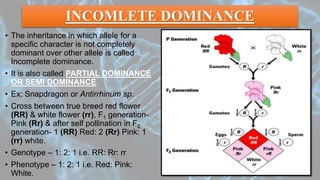 INCOMLETE DOMINANCE
• The inheritance in which allele for a
specific character is not completely
dominant over other allele is called
Incomplete dominance.
• It is also called PARTIAL DOMINANCE
OR SEMI DOMINANCE.
• Ex: Snapdragon or Antirrhinum sp.
• Cross between true breed red flower
(RR) & white flower (rr), F1 generation-
Pink (Rr) & after self pollination in F2
generation- 1 (RR) Red: 2 (Rr) Pink: 1
(rr) white.
• Genotype – 1: 2: 1 i.e. RR: Rr: rr
• Phenotype – 1: 2: 1 i.e. Red: Pink:
White.
 
