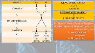 PARENT RR Rr
GAMETES R r
F1 Rr
ON SELF CROSSING
F1
F2
GAMETES
R r
R
RR
(RED)
Rr
(PINK)
r Rr
(PINK)
rr
(WHITE)
GENOTYPIC RATIO –
1: 2: 1
RR: Rr: rr
PHENOTYPIC RATIO –
1: 2: 1
RED: PINK: WHITE
Ex: Normal allele – Normal Enzyme
Modified allele – i. Normal/ Less
efficient enzyme
ii. Non-functional
enzyme
iii. No enzyme
 