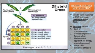  Mendel work published
in 1865 but remain
unrecognized till
1900.
 Reasons for that:
1. Lack of
communication.
2. Concept of genes /
factors- clear.
3. Mathematical
approach for biology
was not accepted.
4. No proof for
existence of factors
MENDEL’S WORK
RECOGNITION
 