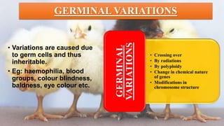 GERMINAL VARIATIONS
• Variations are caused due
to germ cells and thus
inheritable.
• Eg: haemophilia, blood
groups, colour blindness,
baldness, eye colour etc.
• Crossing over
• By radiations
• By polyploidy
• Change in chemical nature
of genes
• Modifications in
chromosome structure
GERMINAL
VARIATIONS
 