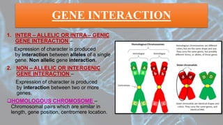 GENE INTERACTION
1. INTER – ALLELIC OR INTRA – GENIC
GENE INTERACTION –
Expression of character is produced
by interaction between alleles of a single
gene. Non allelic gene interaction.
2. NON – ALLELIC OR INTERGENIC
GENE INTERACTION –
Expression of character is produced
by interaction between two or more
genes.
HOMOLOGOUS CHROMOSOME –
Chromosomal pairs which are similar in
length, gene position, centromere location.
 